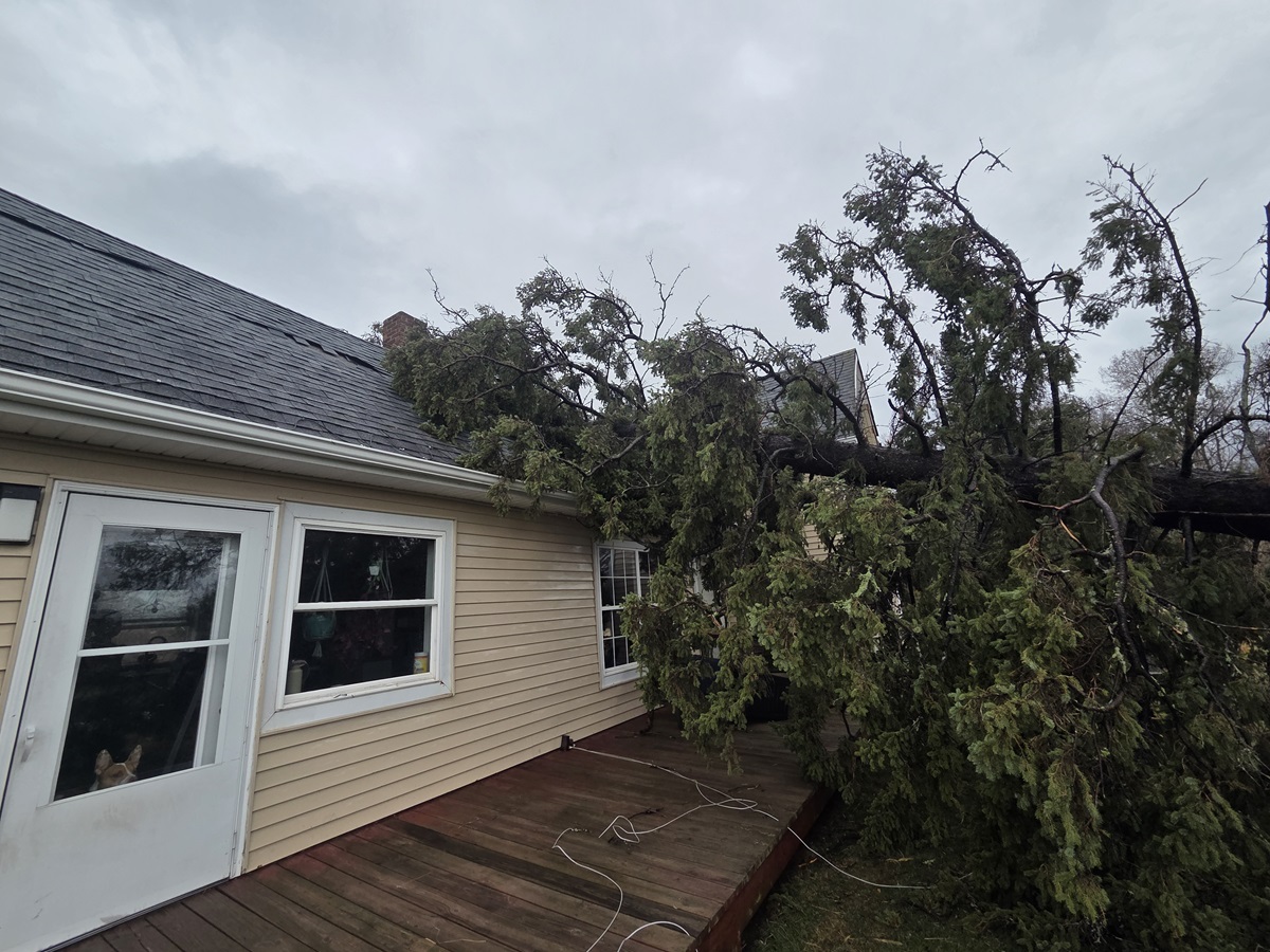 Ashland Emergency Tree